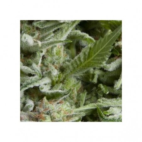 Auto Alpujarreña x3+1 Pyramid Seeds