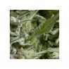 Auto Alpujarreña x3+1 Pyramid Seeds