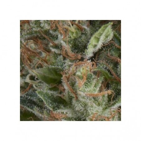 Auto Wembley x3+1 Pyramid Seeds