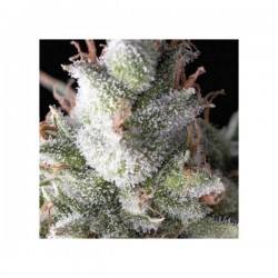 Auto Ramses x3+1 Pyramid Seeds