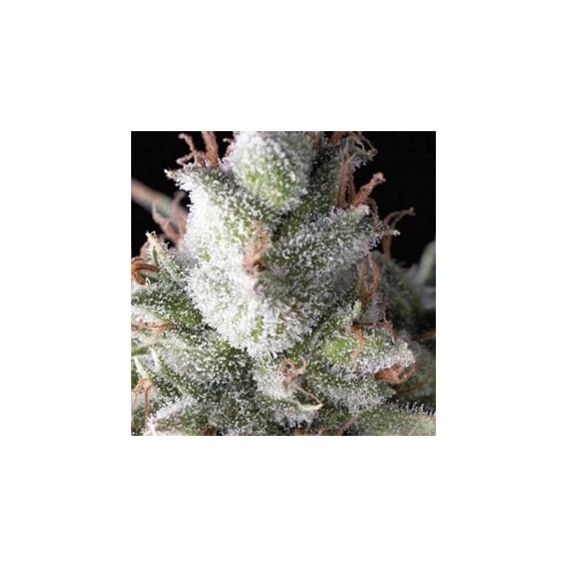 Auto Ramses x3+1 Pyramid Seeds