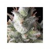 Auto Ramses x3+1 Pyramid Seeds