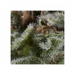 Auto Lennon x3+1 Pyramid Seeds