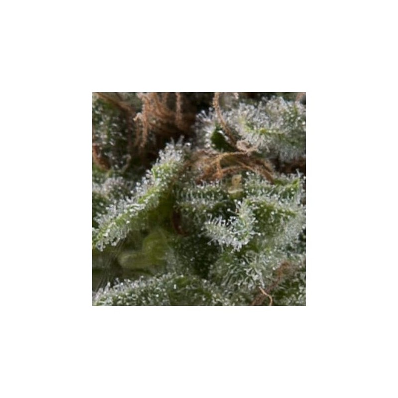 Auto Lennon x3+1 Pyramid Seeds