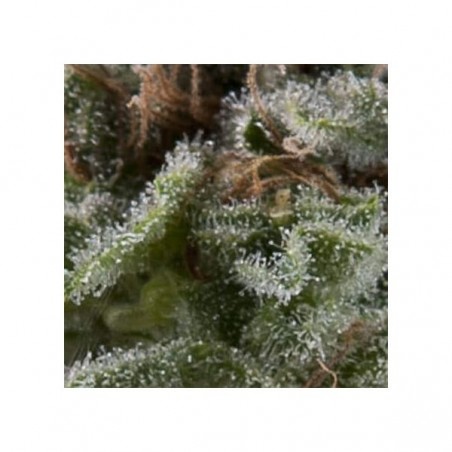Auto Lennon x3+1 Pyramid Seeds