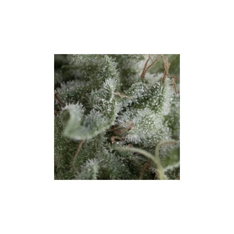 Auto Nefertiti  3+1 Pyramid Seeds