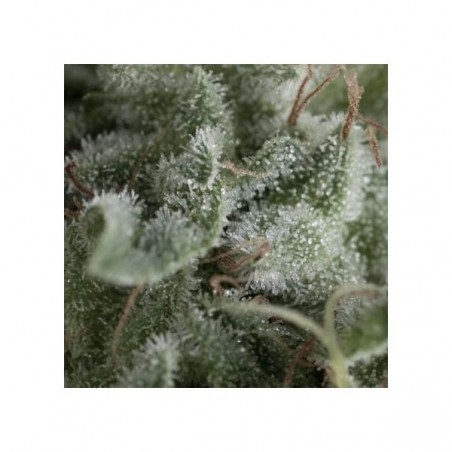 Auto Nefertiti  3+1 Pyramid Seeds
