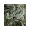 Auto Nefertiti  3+1 Pyramid Seeds