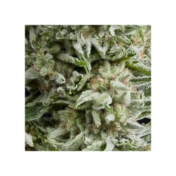 Auto Amnesia Gold x3+1...