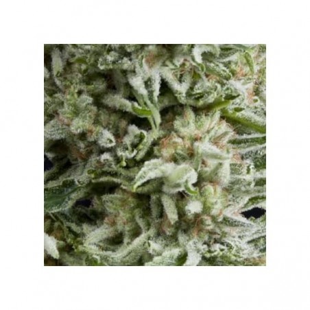 Auto Amnesia Gold x3+1 Pyramid Seeds