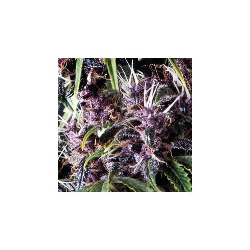 Auto Purple x3+1 Pyramid Seeds