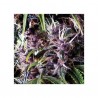 Auto Purple x3+1 Pyramid Seeds