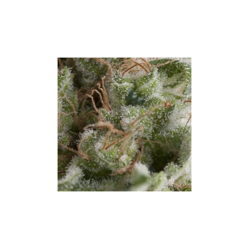 Auto American Pie x3+1 Pyramid Seeds