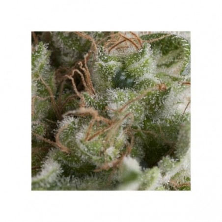 Auto American Pie x3+1 Pyramid Seeds