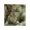 Auto American Pie x3+1 Pyramid Seeds
