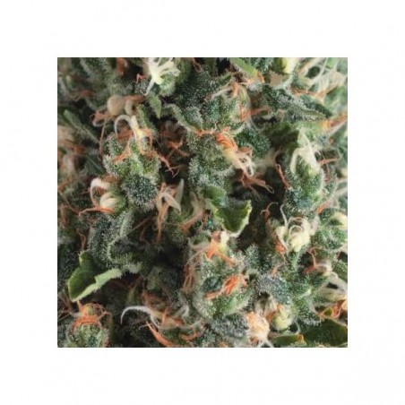 Auto Super OG Kush x3+1 Pyramid Seeds