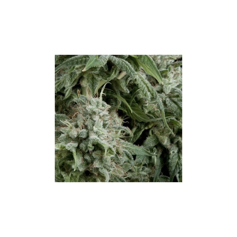 Auto Northern Lights x3+1 PYRAMID SEEDS