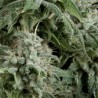 Auto Northern Lights x3+1 PYRAMID SEEDS
