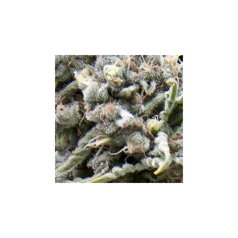Auto White Widow x3+1 pyramid seeds