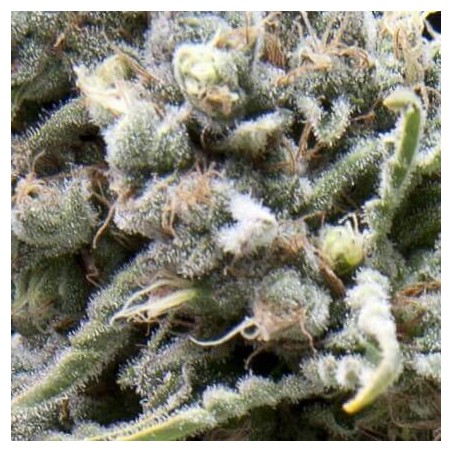 Auto White Widow x3+1 pyramid seeds