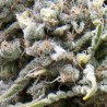 Auto White Widow x3+1 pyramid seeds