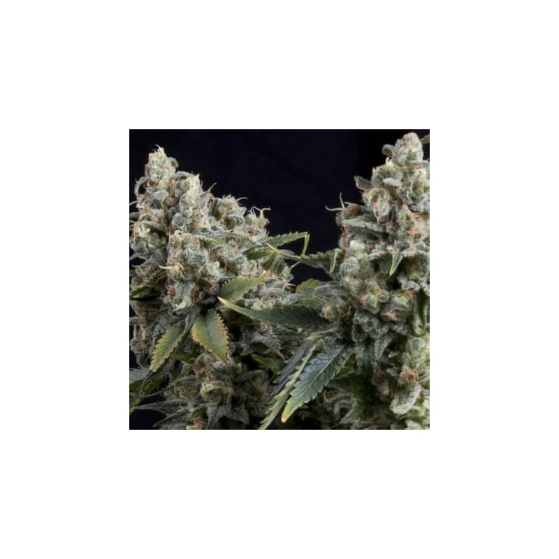 Auto Tutankhamon x3+1 Pyramid seeds