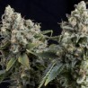 Auto Tutankhamon x3+1 Pyramid seeds
