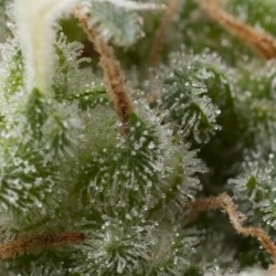 Auto Super Hash x3+1...