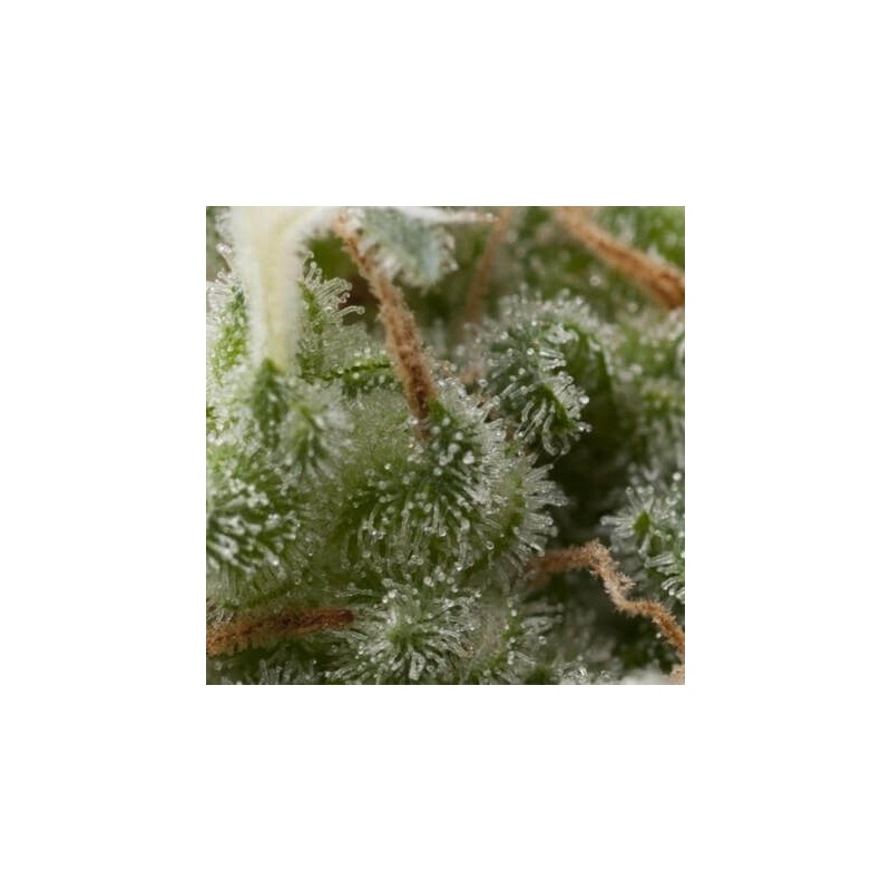 Auto Super Hash x3+1 Pyramid seeds