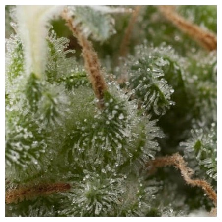Auto Super Hash x3+1 Pyramid seeds
