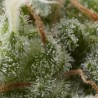 Auto Super Hash x3+1 Pyramid seeds