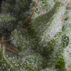 Auto Shark x3+1 Pyramid seeds