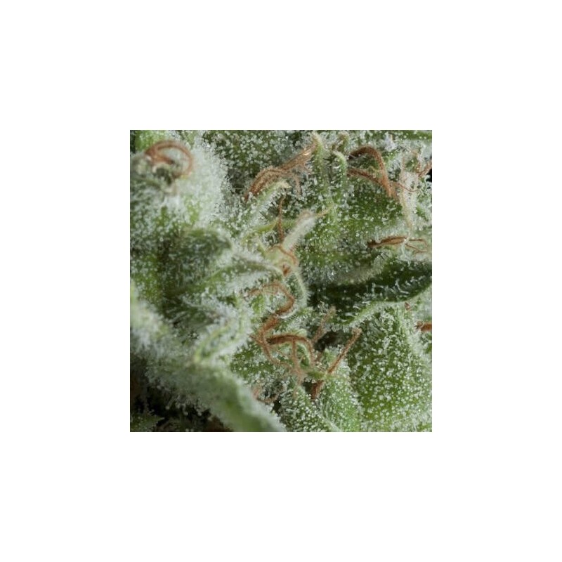 Auto Kryptonite X3+1 Pyramid seeds