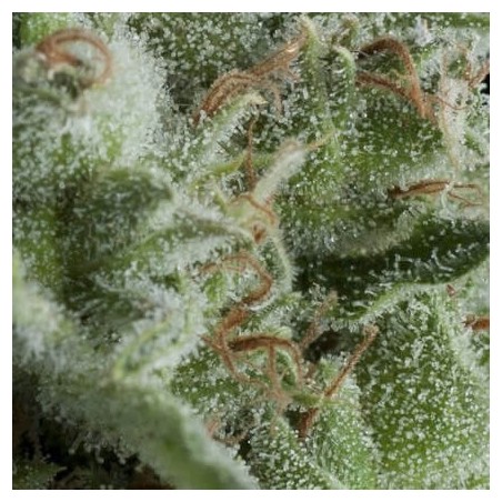Auto Kryptonite X3+1 Pyramid seeds