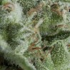 Auto Kryptonite X3+1 Pyramid seeds