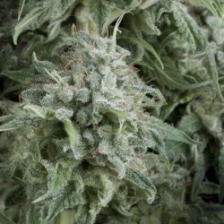 Auto Anubis +3x1 Pyramid seeds