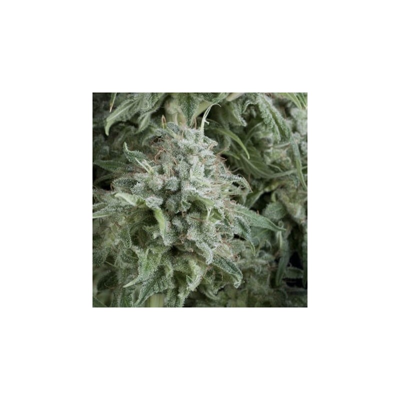 Auto Anubis +3x1 Pyramid seeds