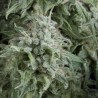 Auto Anubis +3x1 Pyramid seeds