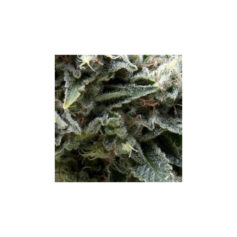 Auto New York City x3+1 Pyramid seeds