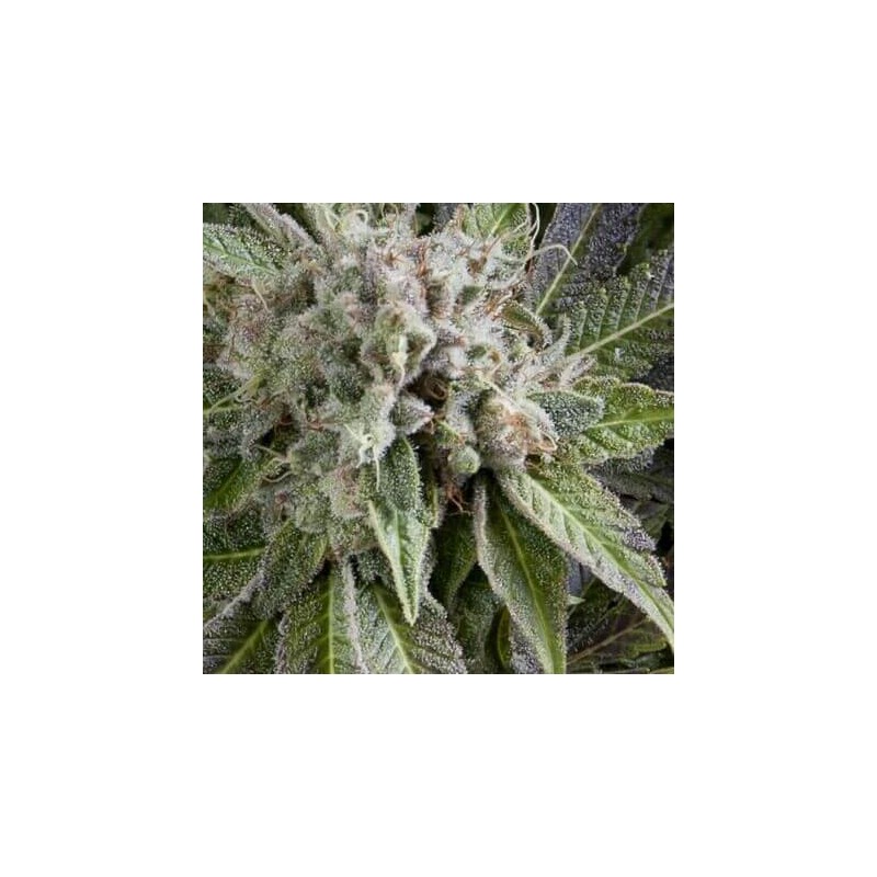 Auto Blue Pyramid X3+1 Pyramid seed