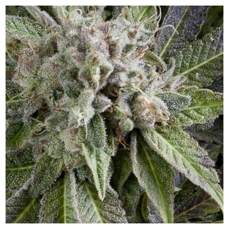 Auto Blue Pyramid X3+1 Pyramid seed