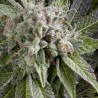 Auto Blue Pyramid X3+1 Pyramid seed