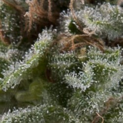 Auto Lennon x3+1 Pyramid seeds