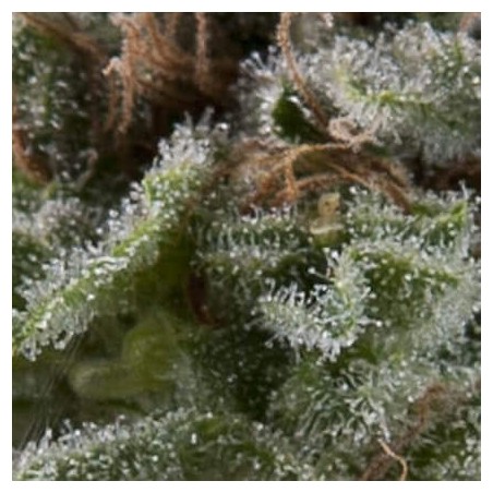 Auto Lennon x3+1 Pyramid seeds