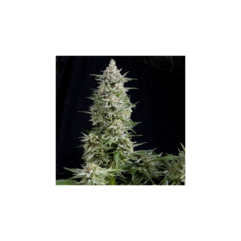 Amnesia Gold 3 + 1