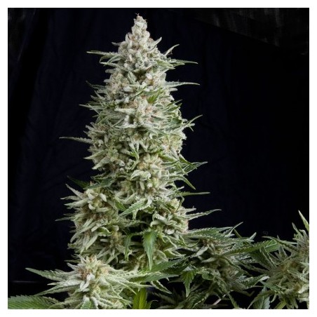 Amnesia Gold 3 + 1