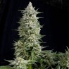 Amnesia Gold 3 + 1