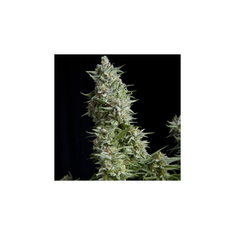 Alpujarreña 3 + 1