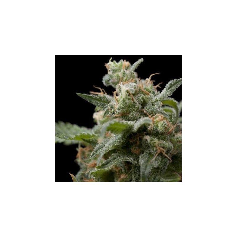 Super Hash 3 + 1