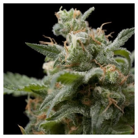 Super Hash 3 + 1